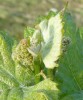 31ª Giornata del Sommelier Seminario - Le espressioni del Pinot Bianco in Friuli Venezia Giulia