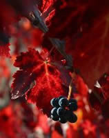 Fotografia Fotografia
