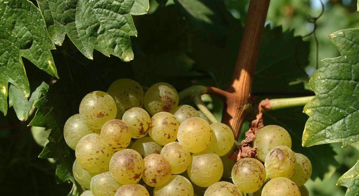 grappolo uva Moscato