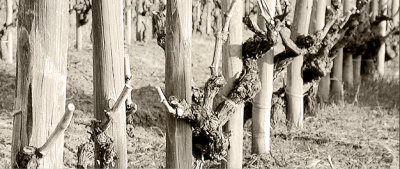 Il terreno e le vigne di Fattoria Zerbina