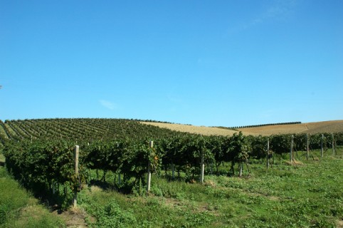 Le vigne della Tenuta Sant'Isidoro
