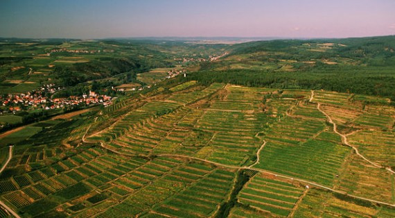 Le vigne di Klevener de Heiligenstein