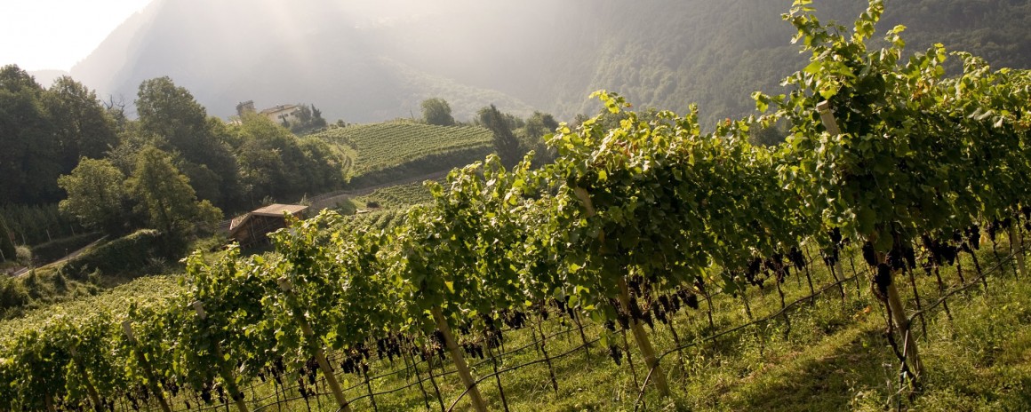 Le vigne di Pinot Nero dell'azienda Castelfeder