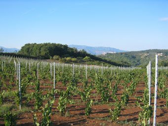 Le vigne del Cesanese