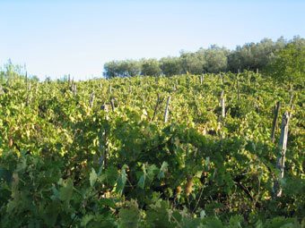 Le vigne del Cesanese