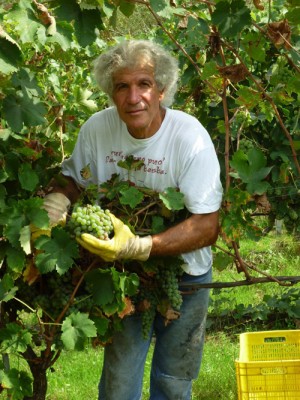 Angelo Accadia in vigna
