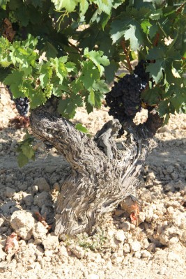 Pianta vitis vinifera ad alberello