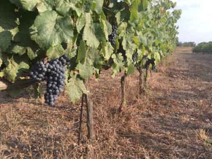 Le vigne dell'azienda Muscari Tomajoli