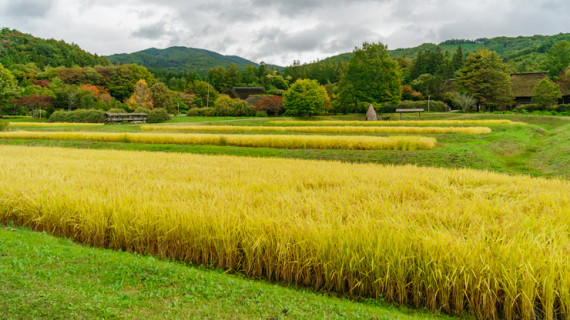 Tono, villaggio Furusato - campi di riso
