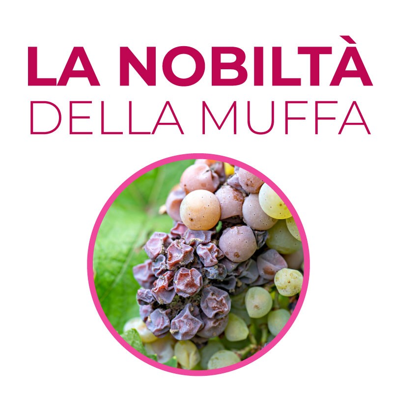 Corso La Nobiltà della Muffa