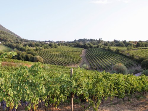 Cantina di Solopaca Cantina di Solopaca