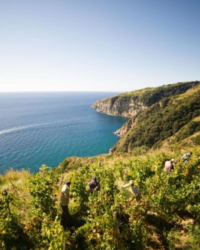 Cantine Mazzella - Isola d'Ischia