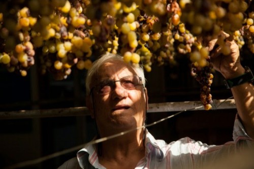 Cantine Viola: il Moscato di Saracena e altri nettari Cantine Viola: il Moscato di Saracena e altri nettari