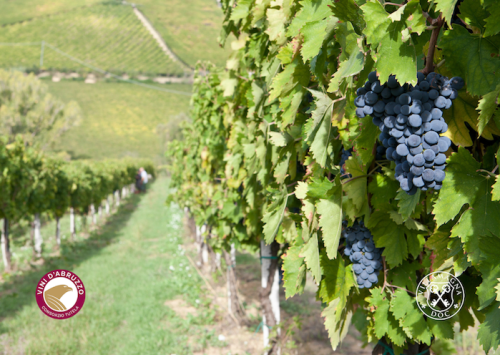 Villamagna Doc: interpreti del Montepulciano d’Abruzzo Villamagna Doc: interpreti del Montepulciano d’Abruzzo