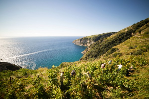 Bibenda Viaggi: i vini di Ischia