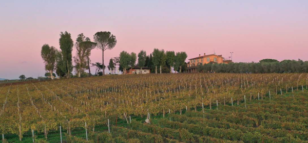 Colle di Maggio: l’arte del vino Colle di Maggio: l’arte del vino