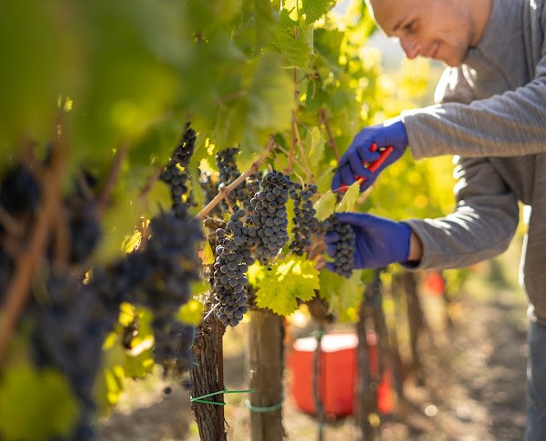 EUR / Cesarini Sartori: Sagrantino puro EUR / Cesarini Sartori: Sagrantino puro