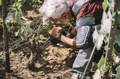 La cura della pianta dei Preparatori d'Uva La cura della pianta dei Preparatori d'Uva