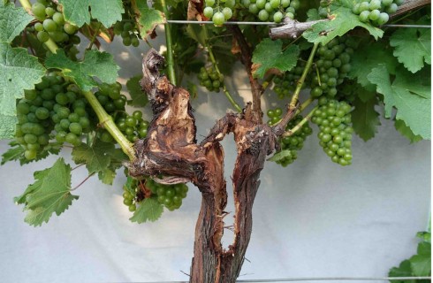 La pianta dopo il trattamento Dendrochirurgico La pianta dopo il trattamento Dendrochirurgico