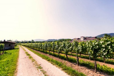 L'azienda Corte Aura L'azienda Corte Aura