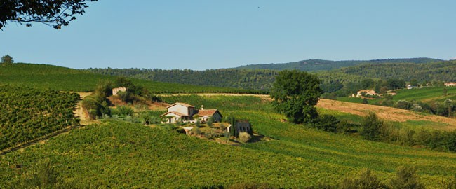 L'azienda Santo Iolo L'azienda Santo Iolo