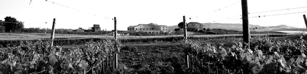 Veduta della nuova cantina della Baglio del Cristo di Campobello Veduta della nuova cantina della Baglio del Cristo di Campobello