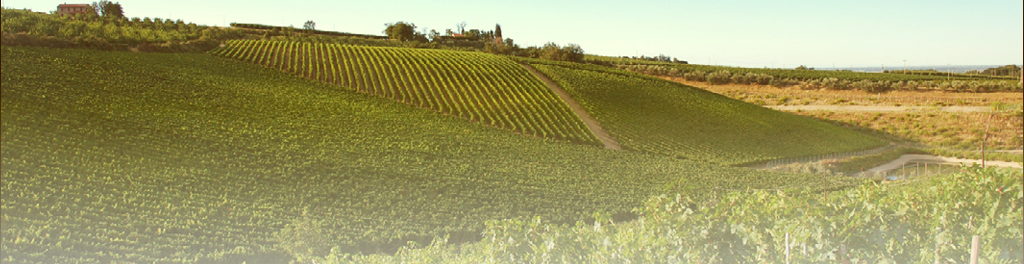 L'azienda e i vigneti della Fattoria Zerbina sulle colline ad ovest del fiume Marzeno L'azienda e i vigneti della Fattoria Zerbina sulle colline ad ovest del fiume Marzeno