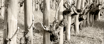 Il terreno e le vigne di Fattoria Zerbina Il terreno e le vigne di Fattoria Zerbina