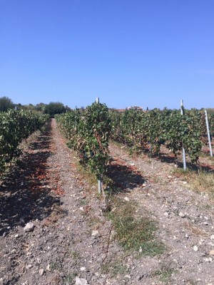 Le vigne dell'azienda Zarelli Le vigne dell'azienda Zarelli