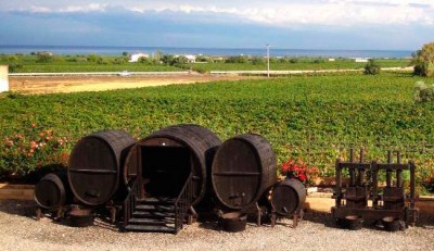 Le vigne di Tenuta Iuzzolini Le vigne di Tenuta Iuzzolini