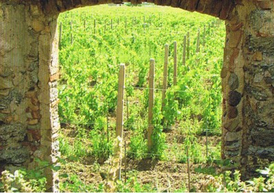 Le vigne di Ippolito 1845 Le vigne di Ippolito 1845
