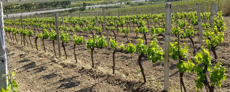 Le vigne dell'azienda 'A Vita Le vigne dell'azienda 'A Vita
