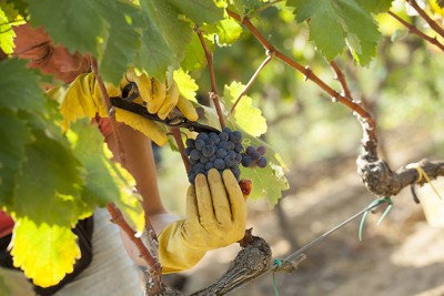 Le vigne di Cantine Due Palme Le vigne di Cantine Due Palme
