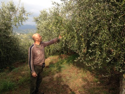 Gli oliveti di Paolo Cassini Gli oliveti di Paolo Cassini