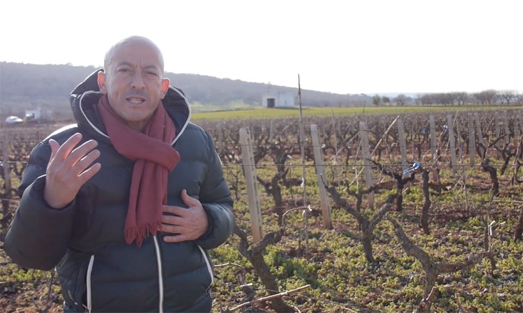 L'enologo e agronomo Mourad Ouada in vigna L'enologo e agronomo Mourad Ouada in vigna