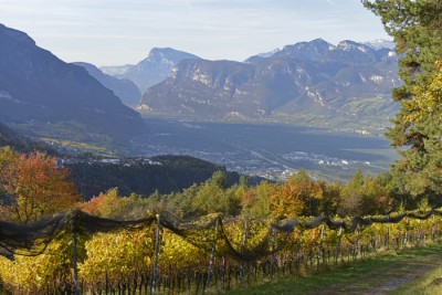 Le vigne dell'azienda Franz Haas Le vigne dell'azienda Franz Haas
