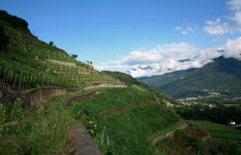 Le vigne della Valtellina dell'azienda Balgera Le vigne della Valtellina dell'azienda Balgera