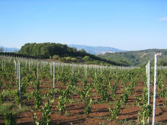 Le vigne del Cesanese Le vigne del Cesanese