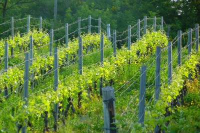Vigna "Il Poggio" Vigna "Il Poggio"