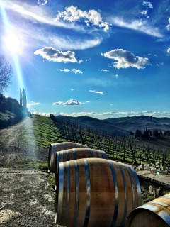 Le vigne dell'azienda Querciabella Le vigne dell'azienda Querciabella
