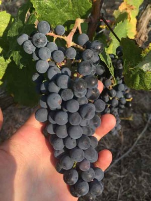 Muscari Tomajoli. Vermentino d’autore a Tarquinia. Muscari Tomajoli. Vermentino d’autore a Tarquinia.