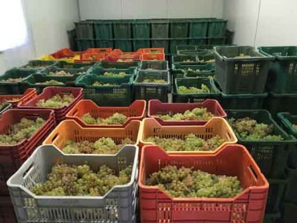 Le uve raccolte dell'azienda Muscari Tomajoli Le uve raccolte dell'azienda Muscari Tomajoli