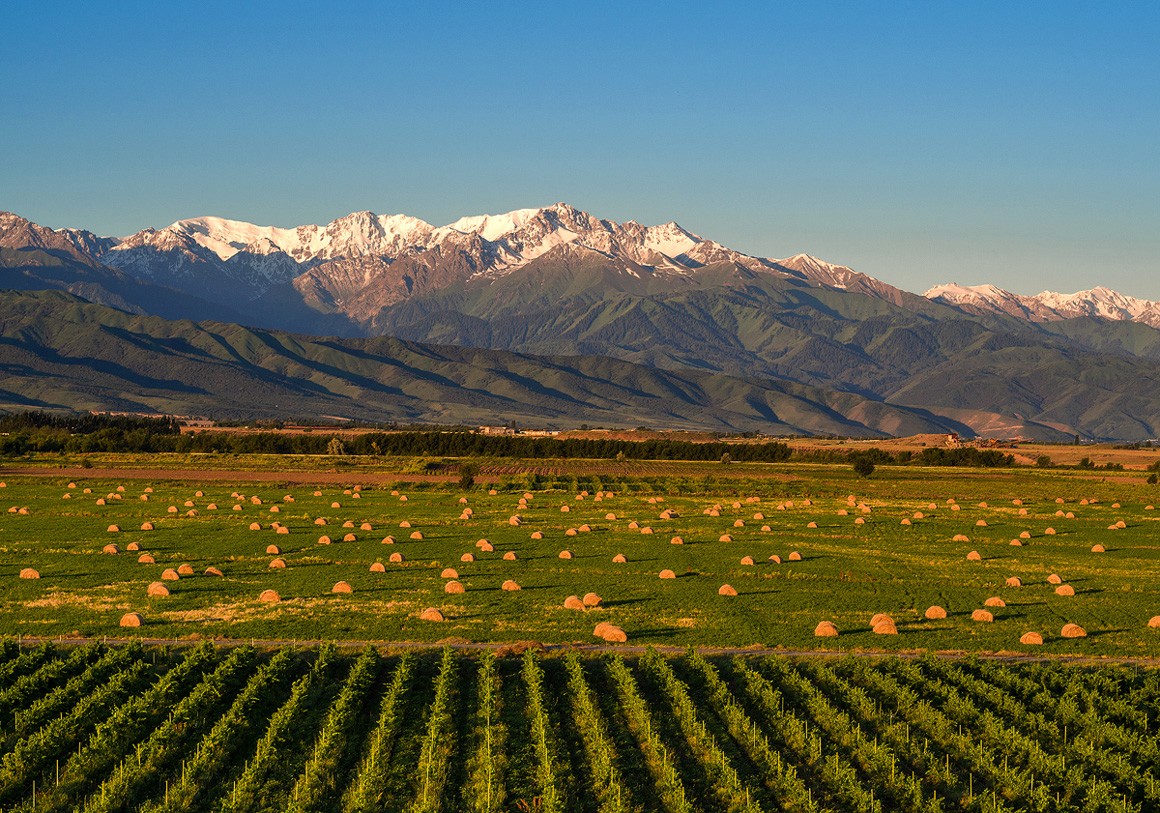 Arba Wine Arba Wine