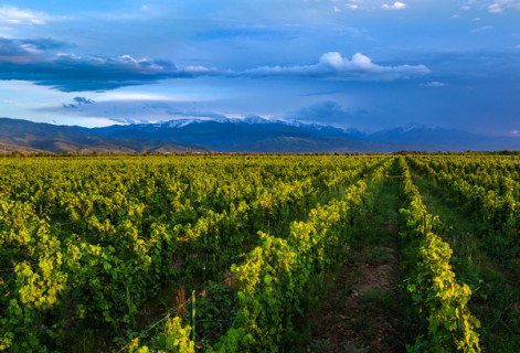 Arba Wine Arba Wine