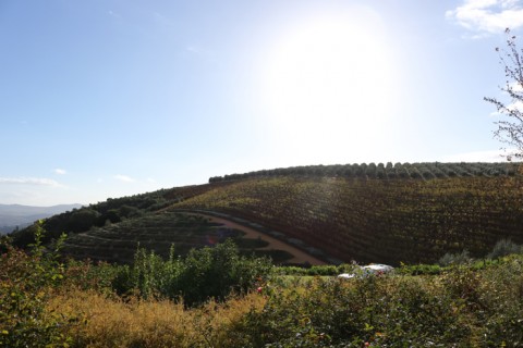 Wine Safari - Foto sono di Mirko Ferri Wine Safari - Foto sono di Mirko Ferri