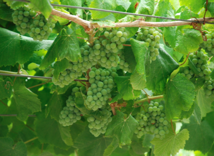 Lo spagnolo dell’Albariño Lo spagnolo dell’Albariño