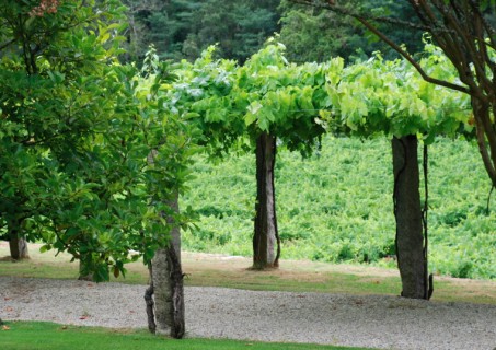 Lo spagnolo dell’Albariño Lo spagnolo dell’Albariño