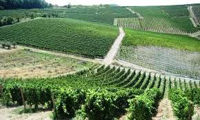 Fondazione Italiana Sommelier e l’incontro con i produttori del Timorasso Fondazione Italiana Sommelier e l’incontro con i produttori del Timorasso