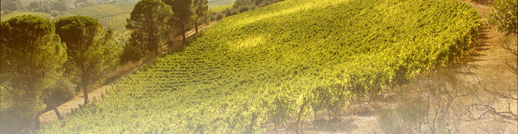 L'azienda e i vigneti della Fattoria Zerbina. L'azienda e i vigneti della Fattoria Zerbina.