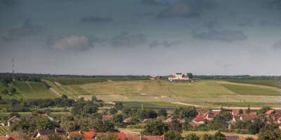 L'azienda Iločki Podrumi (Cantine Podrumi) e i sui vigneti L'azienda Iločki Podrumi (Cantine Podrumi) e i sui vigneti